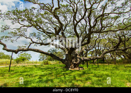 Le grand arbre, l'un des plus vieux chênes vivent au Texas, se répandait ses longues branches appuyé par plusieurs cannes 'du vieil homme." L'arbre est estimé à plus de 1000 ans. Banque D'Images