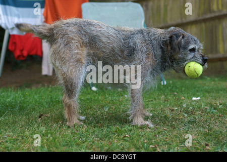 Balle de tennis à mâcher chien Border terrier herbe clôture holding ball dans sa bouche sa queue longue de tout le corps du chien de travail Banque D'Images
