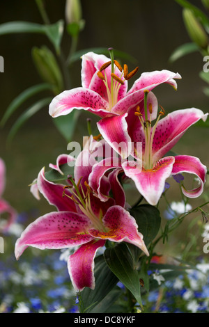 Lily plante tige violet Stargazer hybride Oriental Banque D'Images