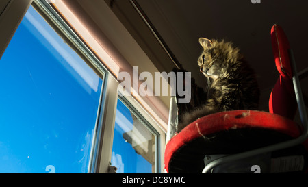 Chat à la fenêtre de réveiller ciel bleu président Banque D'Images