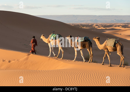 Un homme dirige trois chameaux à travers les dunes de l'Erg Chegaga, Maroc Banque D'Images