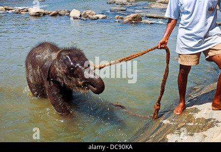 Le Bain bébé éléphant Sri Lanka Banque D'Images