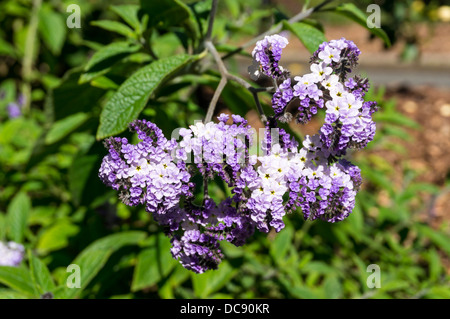 Le jardin héliotrope (Heliotropium arborescens) est une plante vivace très parfumées, originaire du Pérou Banque D'Images