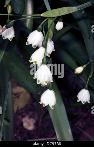 Printemps / Été/ Flocon Leucojum aestivum Loddon Lily - Famille -Amaryillidaceae Banque D'Images