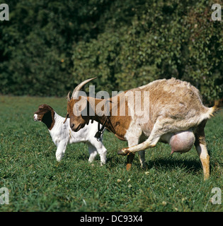 La chèvre, chèvre Boer (Capra aegagrus hircus). Doe et kid sur un pré Banque D'Images