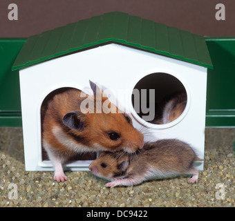 Animal Hamster doré (Mesocricetus auratus) essaie de tirer le jeune dans une hutte de couchage Banque D'Images