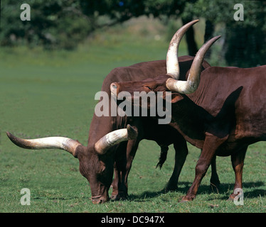 Ankole-Watusi Ankole, Longhorn bovins (Bos primigenius taurus). Deux adultes sur un pâturage Banque D'Images