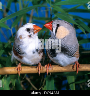 Diamant mandarin (Taeniopygia guttata), paire sur une branche Banque D'Images