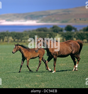 Pur-sang. Mare avec poulain trottant sur une prairie avec la mer en arrière-plan. L'Angleterre Banque D'Images