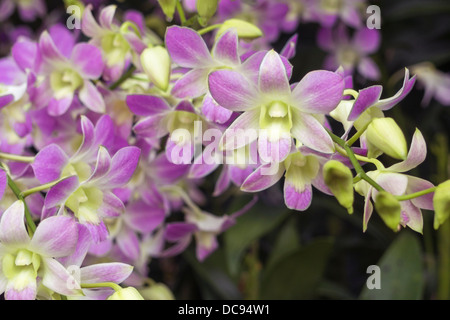Libre d'orchidées fleurs pittoresque du célèbre jardin d'Orchidées Nationale de Singapour ; se concentrer sur la fleur centrale Banque D'Images