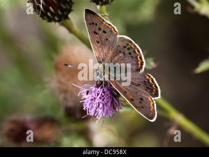 Macro d'une image détaillée fuligineux mâle papillon Lycaena tityrus (cuivre) se nourrissent d'une fleur de chardon pourpre Banque D'Images