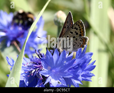 Macro d'une image détaillée fuligineux mâle papillon Lycaena tityrus (cuivre) se nourrissent d'un bleuet bleu Banque D'Images