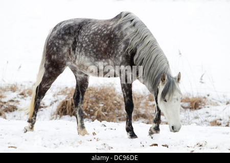 Poney Équitation allemande. Cheval gris pommelé à la recherche de nourriture sur un pâturage enneigé Banque D'Images