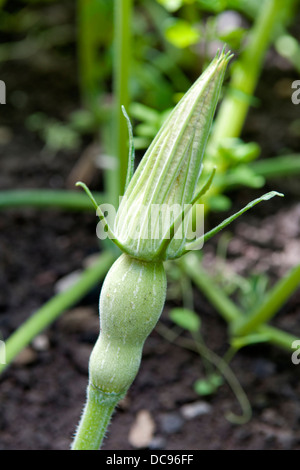 Courge cultivées de plus en jardin à Bristol, Royaume Uni Banque D'Images