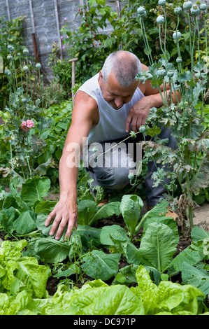 Contrôle de l'homme des plantes pour les chenilles du chou et les oeufs dans le jardin d'accueil, pris à Bristol, Royaume Uni Banque D'Images