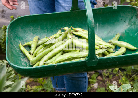 Caucasian Woman picking home grown fèves dans panier de jardin à Bristol, Royaume Uni Banque D'Images