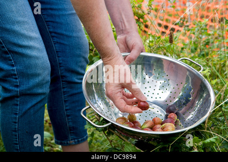 Caucasian Woman picking accueil cultivé groseilles rouges dans une passoire en jardin à Bristol, Royaume Uni Banque D'Images