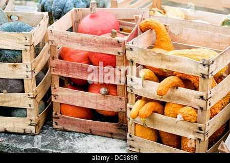 La récolte de citrouille d'automne dans un cartons Banque D'Images