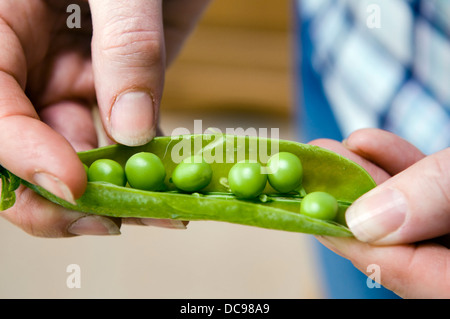 Caucasian woman holding freshly picked pois cultivés en gousses ouvertes, prises à Bristol, Royaume-Uni Banque D'Images