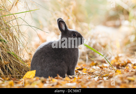 Lapin Nain Néerlandais noir assis dans l'automne les feuilles sèches tout en mangeant un brin d'herbe Banque D'Images