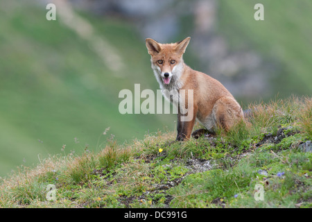 Le renard roux (Vulpes vulpes) assis sur une prairie alpine, à curieusement Banque D'Images