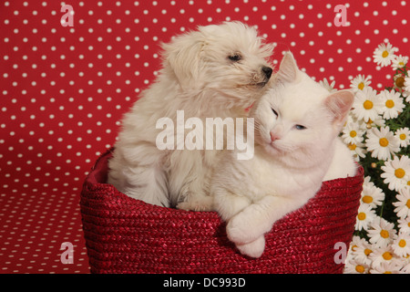 Chiot maltais et blanc chat domestique dans un panier devant un fond rouge à pois blancs Banque D'Images