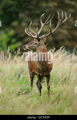 Red Deer (Cervus elaphus), stag debout sur une clairière, captive Banque D'Images