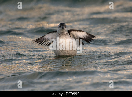 Le Guillemot à miroir (Cepphus grylle) ou Tystie), plumage d'hiver Banque D'Images