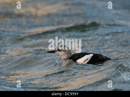 Le Guillemot à miroir (Cepphus grylle) ou Tystie), plumage d'hiver Banque D'Images