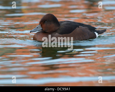 Ou nyroca Fuligule nyroca (Aythya nyroca) Banque D'Images