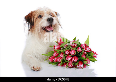 Adultes Kromfohrlaender allongé bouquet de tulipes studio photo against white background Banque D'Images