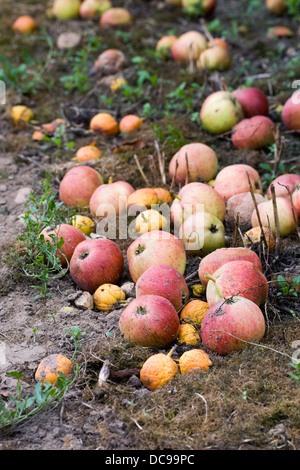 Malus domestica. Les pommes d'aubaine sur le terrain. Banque D'Images