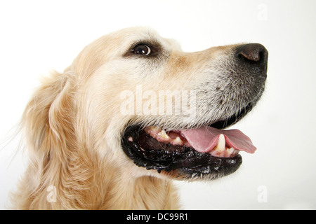 Golden Retriever adultes Studio Photo Portrait haletant contre fond blanc Banque D'Images