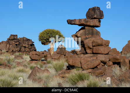 Quiver Tree ou Kokerboom (Aloe dichotoma) et de formations rocheuses à l'aire des géants" Banque D'Images