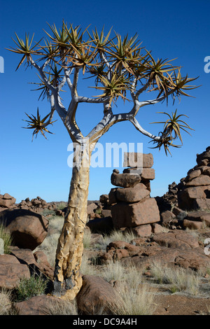 Quiver Tree ou Kokerboom (Aloe dichotoma) et de formations rocheuses à l'aire des géants" Banque D'Images