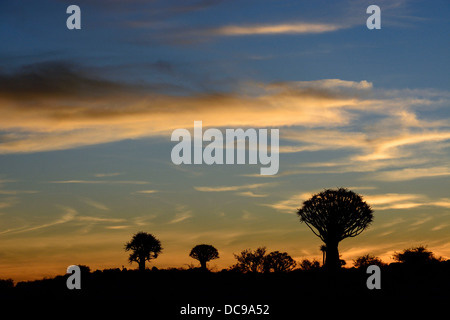 Arbres carquois ou Kocurbooms (Aloe dichotoma), Quiver Tree Forest Banque D'Images