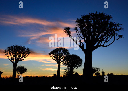 Arbres carquois ou Kocurbooms (Aloe dichotoma), Quiver Tree Forest Banque D'Images