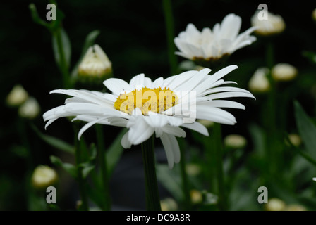 Grandes Marguerites dans un environnement naturel. Banque D'Images
