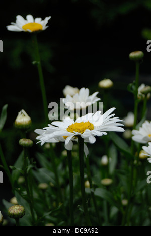 Grandes Marguerites dans un environnement naturel. Banque D'Images