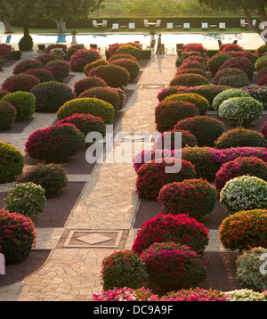 Jardins avec des bougainvilliers colorés buissons, Palace Hotel, Umaid Bhawan Palace Banque D'Images