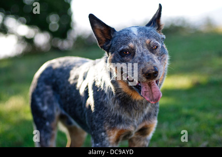 Une belle photo d'un chien de bétail australien. Banque D'Images