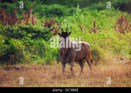 Éland du Cap (Taurotragus oryx), Bull Banque D'Images