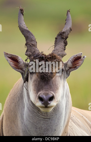 Éland du Cap (Taurotragus oryx), Bull Banque D'Images