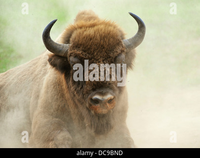 Bison d'Europe (Bison bonasus) dans la poussière tourbillonnante, Wisentgehege Hardehausen Wildlife park Banque D'Images