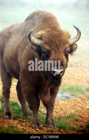 Bison d'Europe (Bison bonasus), Wisentgehege Hardehausen Wildlife park Banque D'Images