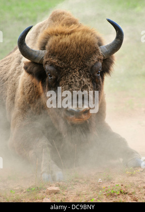 Bison d'Europe (Bison bonasus) dans la poussière tourbillonnante, Wisentgehege Hardehausen Wildlife park Banque D'Images