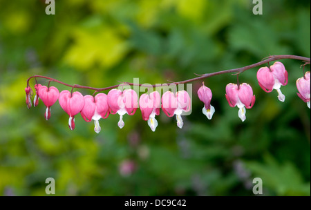 Vue d'une propre Dicentra tige florale avec une série de jolie rose et blanc fleurs en forme de coeur. Banque D'Images