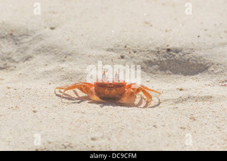 Le crabe fantôme peint ou panier de crabes (Ocypode gaudichaudii conducteur) Banque D'Images