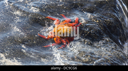 Le Red Rock Crab (Grapsus grapsus) sur un rocher dans le surf Banque D'Images