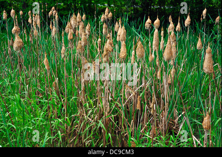 Moindre timide ou grassleaf quenouille (Typha angustifolia), la floraison, la clotted ensemble par la pluie Banque D'Images